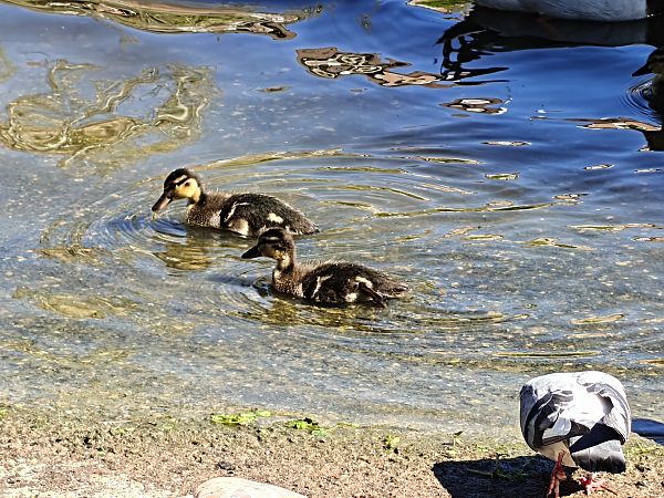 Basahatea  - Vanesa López Vázquez