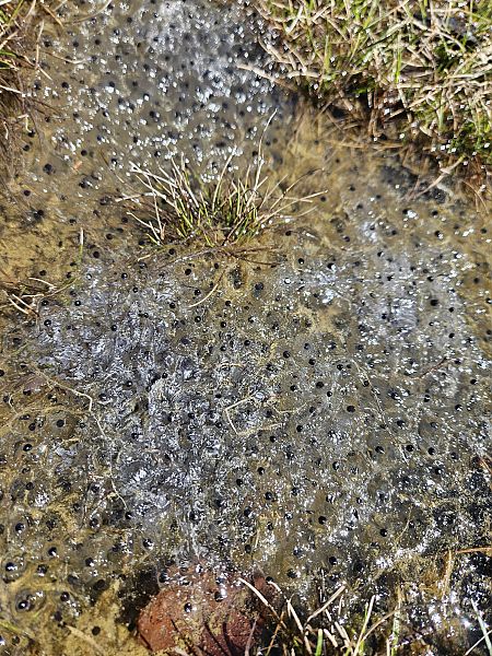Granota roja  - Agents Rurals Alta Ribagorça