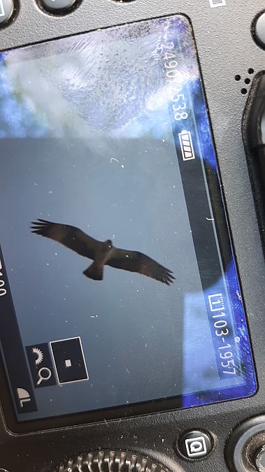 Falco pescatore  - Corno Giuditta