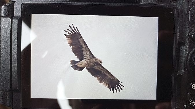 Greater Spotted Eagle  - Oliwier Myka