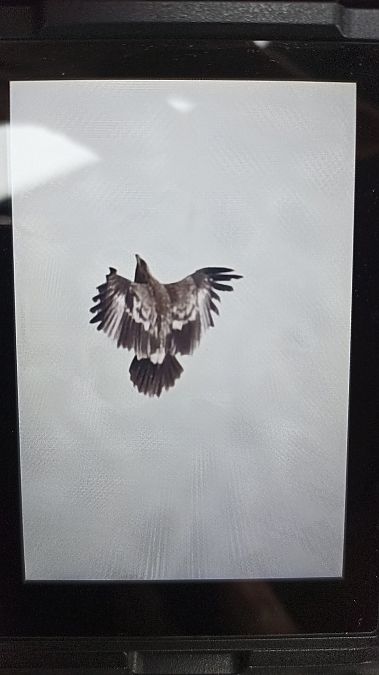 Schelladler  - Oliwier Myka