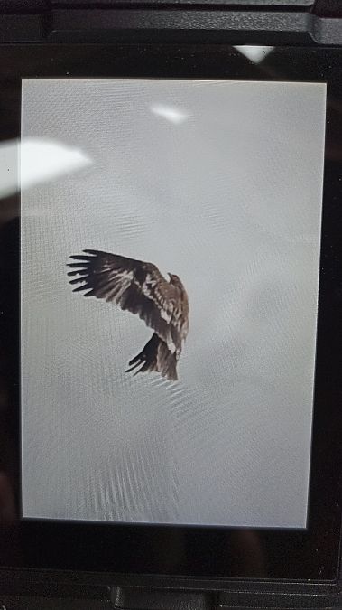 Schelladler  - Oliwier Myka