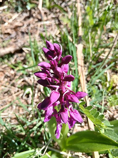 Orchis mascula  - Brigitte Falvard