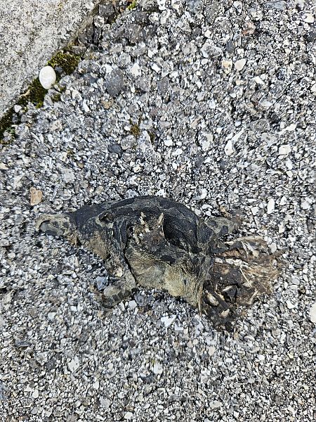 Rospo smeraldino (tutte le specie)  - Elisa de Belli (FVG)