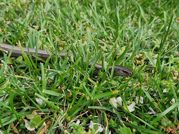 Orvet indéterminé  - Samuel Desbrosses