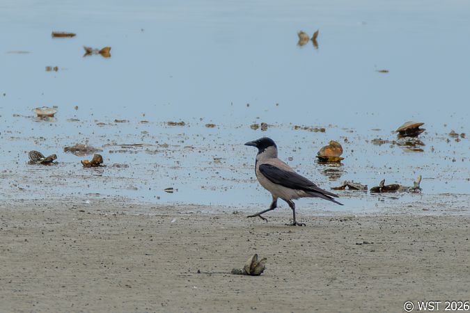 Corneille mantelée  - Wolfgang Wellinghausen-Striebel