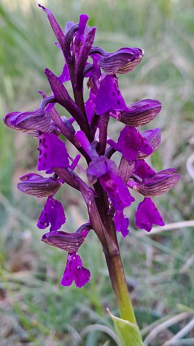 Anacamptis morio  - Alice Adami (FVG)