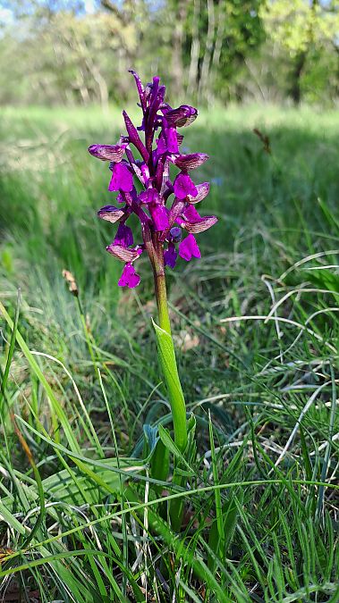 Anacamptis morio  - Alice Adami (FVG)