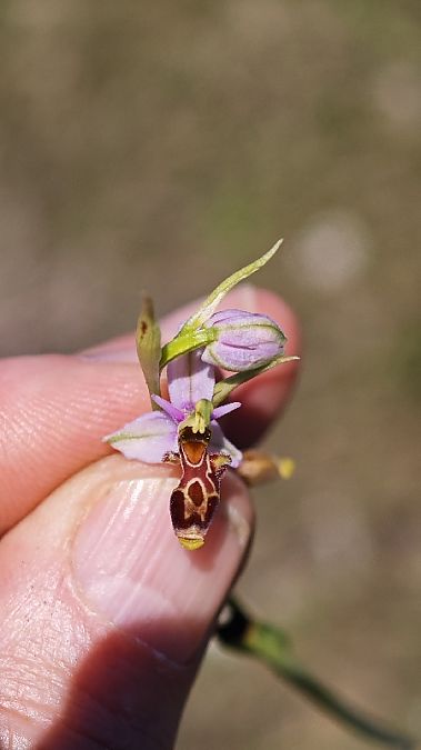 Ophrys picta  - Alain Bultez