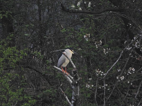 Nachtreiher  - Henryk Boronowski