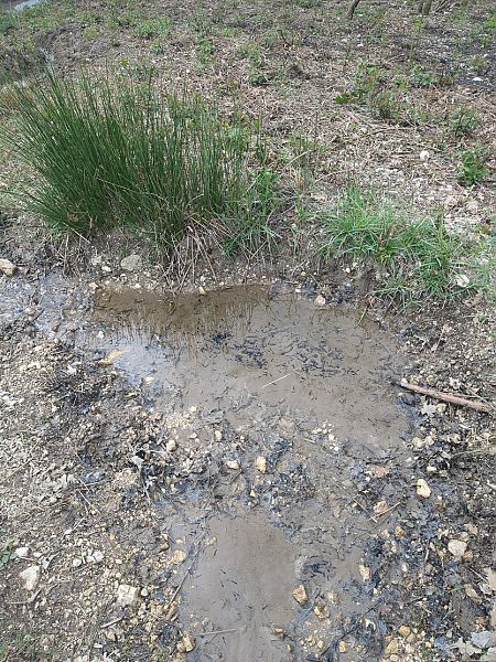 Rospo comune  - Stefano Sarrocco (RL)