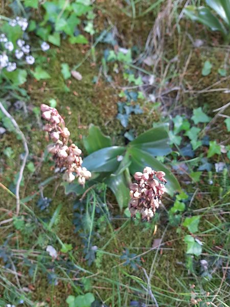 Himantoglossum robertianum  - Teresa Galo Pou