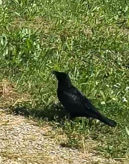 Cornacchia nera  - Alberto Calveri