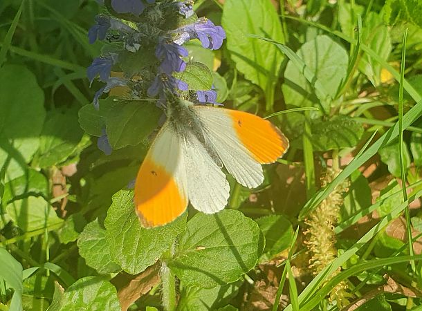 Anthocharis cardamines  - Claudio Foglini