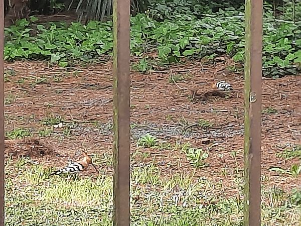 Upupa  - Bassano Riboni