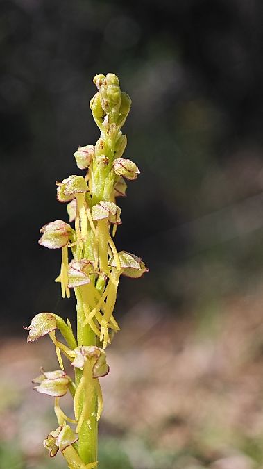 Aceras anthropophorum  - Alain Bultez