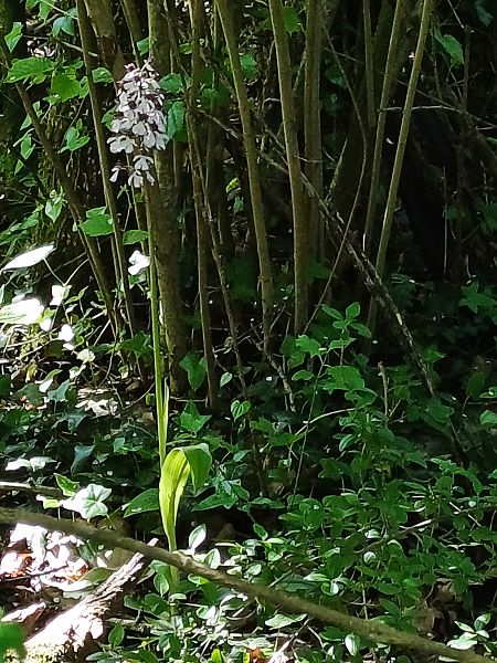Orchis purpurea  - Sara Stella (FVG)