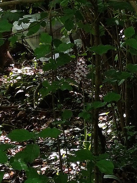 Orchis purpurea  - Sara Stella (FVG)