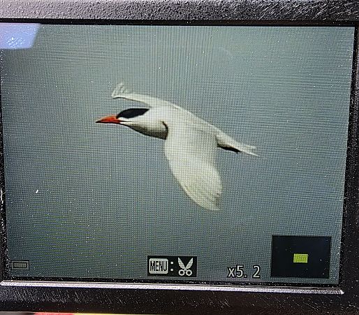 Raubseeschwalbe  - Robert Locman