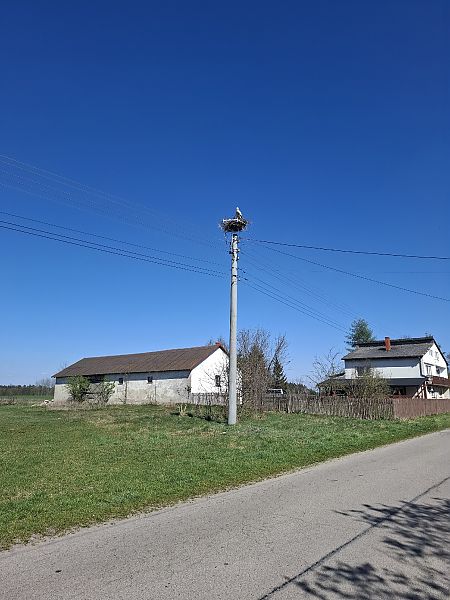 bocian biały  - Grzegorz Kaczorowski
