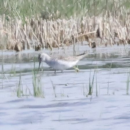 Chevalier stagnatile  - Mario Baldauf