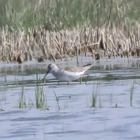 Chevalier stagnatile  - Mario Baldauf