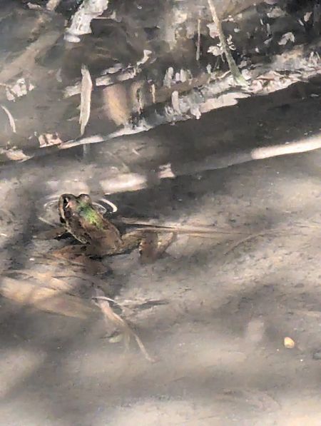 Granota verda  - Patri Garciar