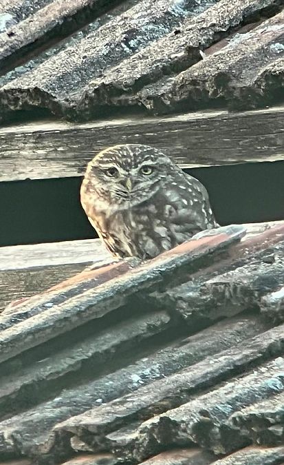 pójdźka  - Paweł Ksit