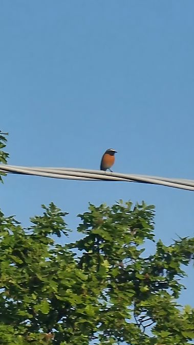 Codirosso  - Romina Angeli