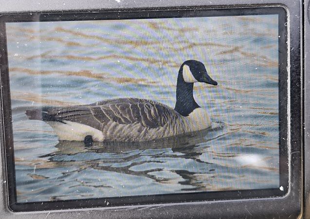 bernikla kanadyjska  - Bartłomiej Sułkowski