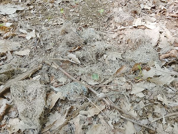 Lupo  - Davide Parodi