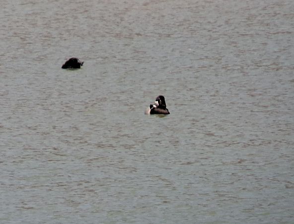 czerniczka  - Bartłomiej Sułkowski