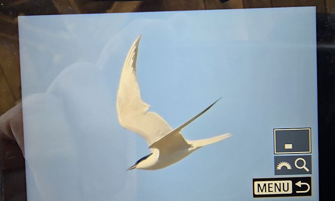 Sterne hansel  - Michael Ortner