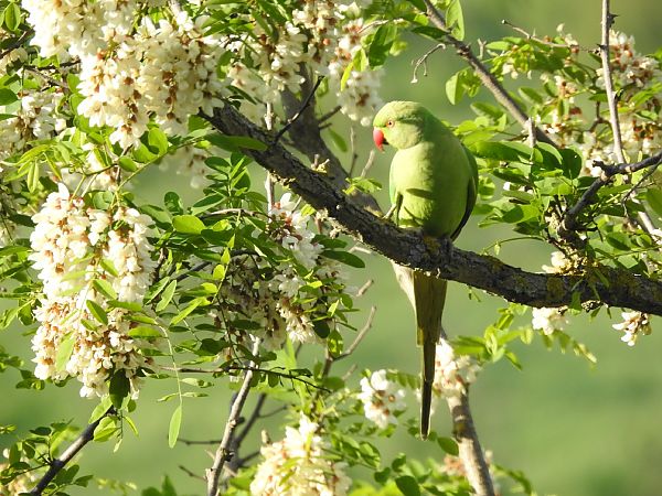 Parrocchetto dal collare  - Stefano Bassi