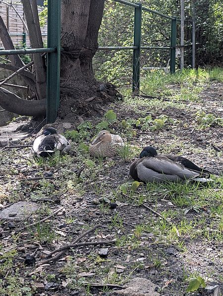 krzyżówka  - Robert Pach