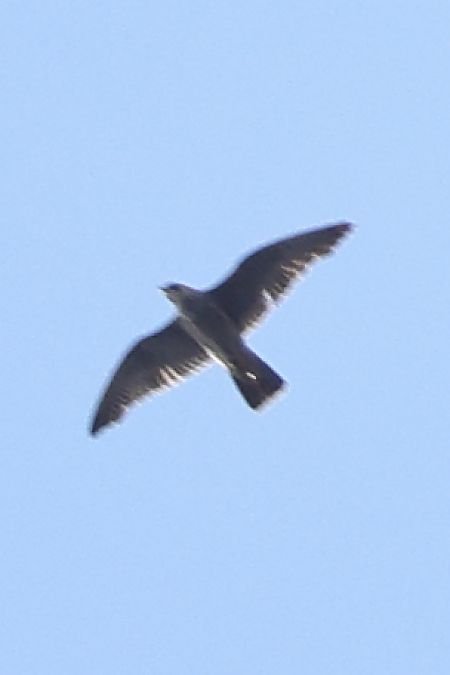 sokół wędrowny  - Bartłomiej Stankiewicz