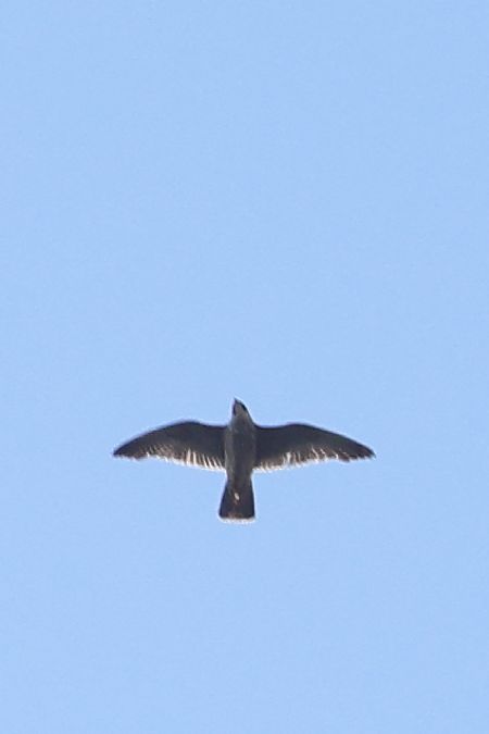 sokół wędrowny  - Bartłomiej Stankiewicz