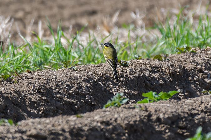 Oiseau indéterminé  - Anton Leber