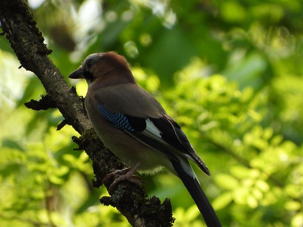 Ghiandaia  - Dario Bosio