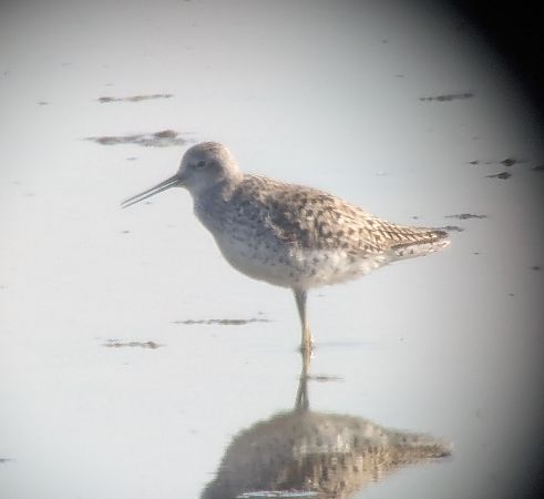 brodziec pławny  - Robert Pach