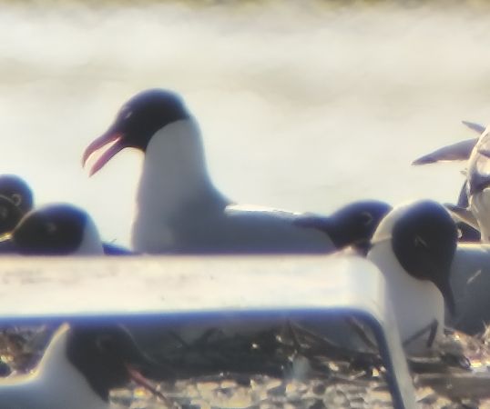 mewa czarnogłowa  - Kamil Zięba