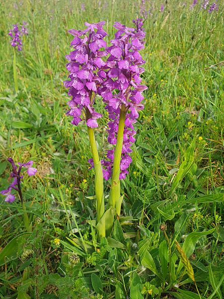Anacamptis morio  - Éric Van Kalmthout