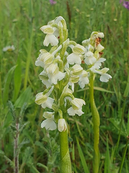 Anacamptis morio  - Éric Van Kalmthout