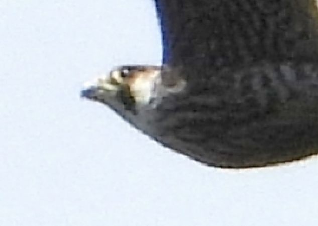 Falco pellegrino siberiano  - Andrea Sorrentino