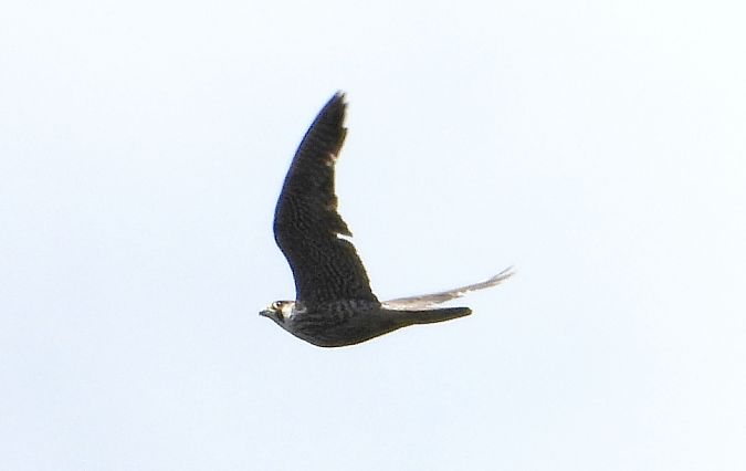 Falco pellegrino siberiano  - Andrea Sorrentino