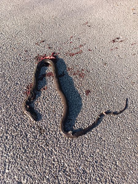 Biacco  - Edoardo Razzetti