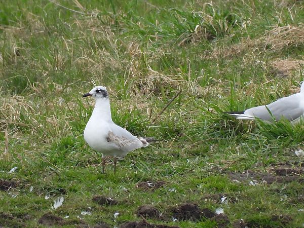 mewa czarnogłowa  - Robert Locman