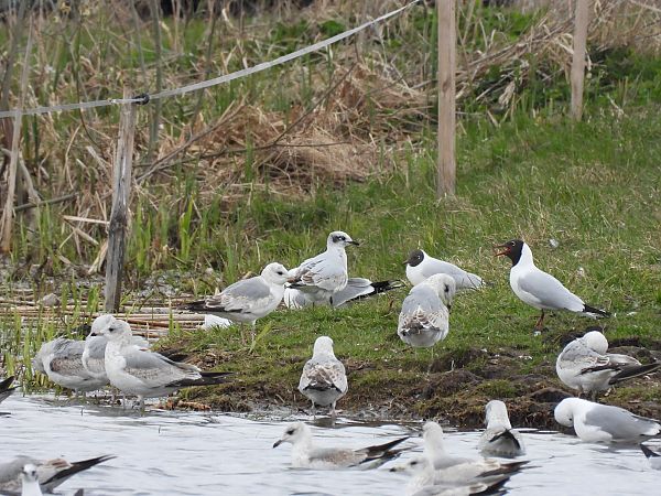 mewa czarnogłowa  - Robert Locman
