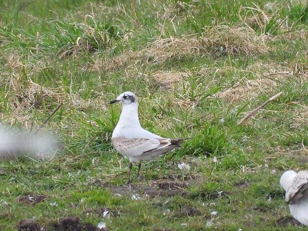 mewa czarnogłowa  - Robert Locman