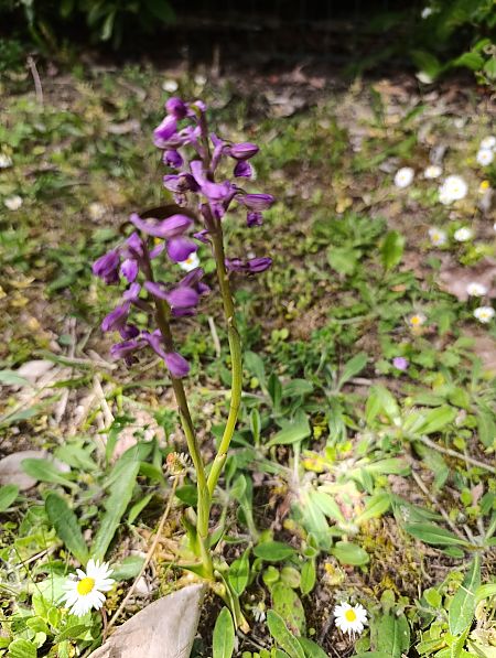 Anacamptis morio  - Thomas Martineau